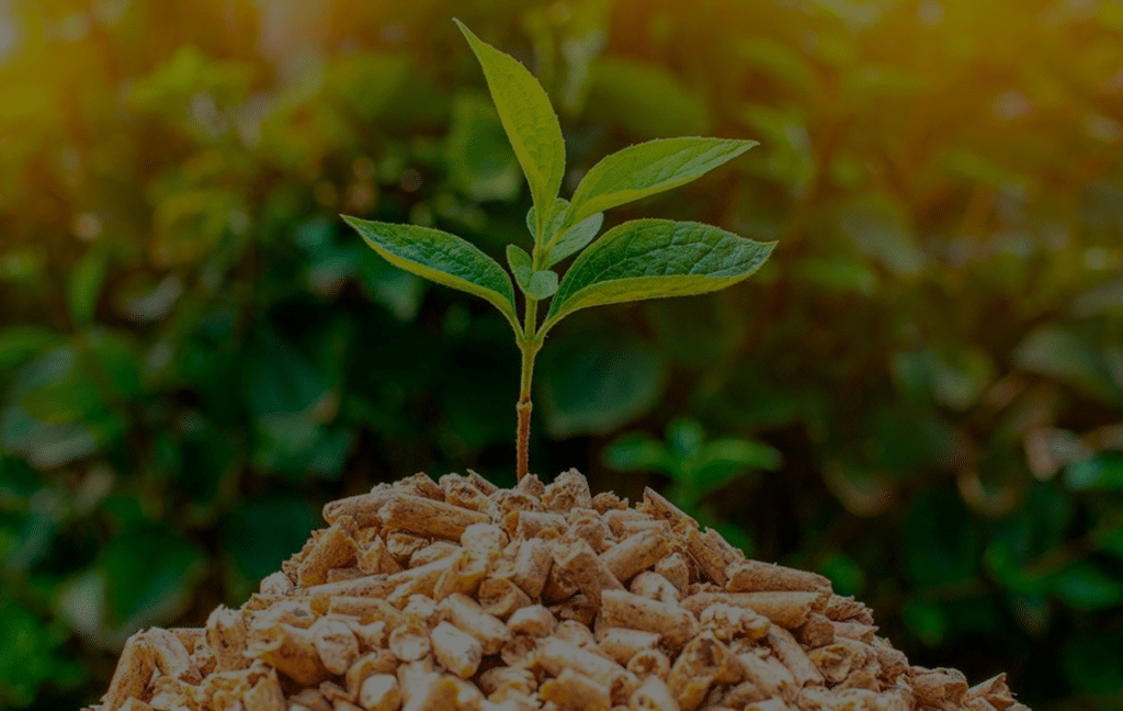 ¿Por qué la biomasa es uno de los combustibles que nos llevará a un futuro más limpio?